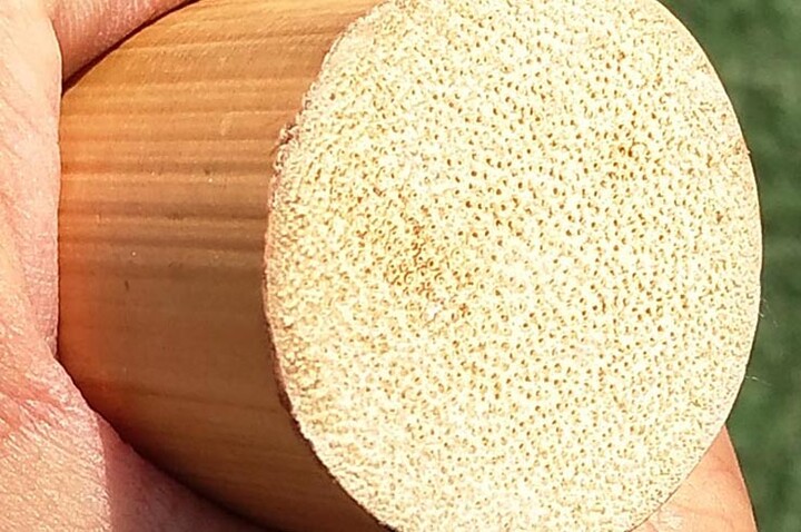 Pau reto, Rattan